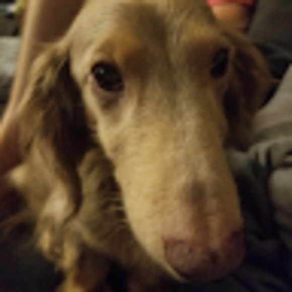 Meet your Posher, Elaina - Picture 1 of 1